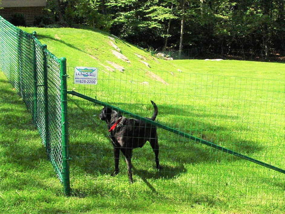 Photo of a dog safely contained in the yard by a chain link fence in Mahopac, NY